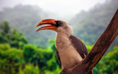 The northern red-billed hornbill sitting on a branch of a tree, aka tockus erythrorhynchus bird