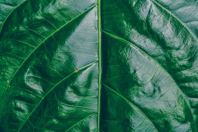 Close-up of green leaves