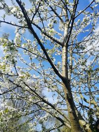 Low angle view of tree against sky