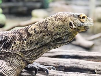 Close-up of a lizard