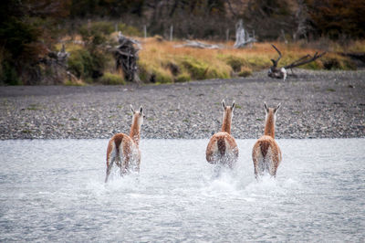 Three guanacos are wading the river