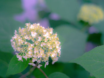 Close-up of flowering plant