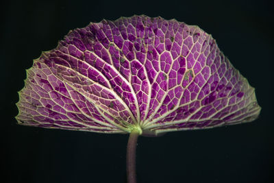 Close-up of pink flower against black background