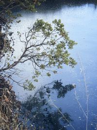 Close-up of plants against blurred water