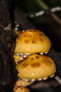 Close-up of yellow flower
