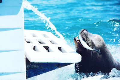 Sea lion eating fish