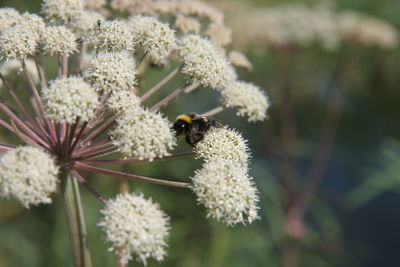 Close-up of bee on flowers