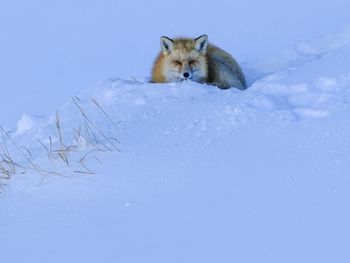 animal