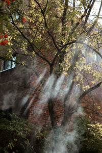 Low angle view of cherry blossom trees in forest