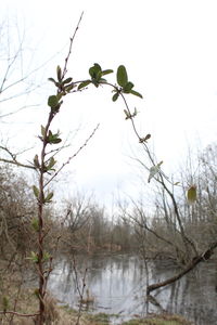 Close-up of flowering plant against sky