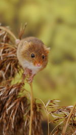 Close-up of an animal