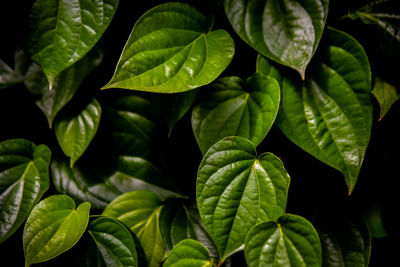 Close-up of leaves