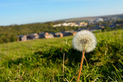 Close-up of dandelion on field