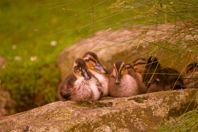 Ducklings on rock