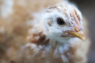 Close-up of hen