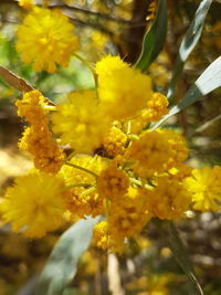 Close-up of yellow flowers