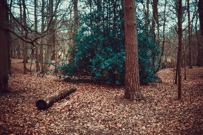 Trees in forest