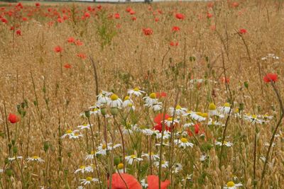 Red poppy flowers growing in field