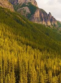 Idyllic shot of green trees against rocky mountain