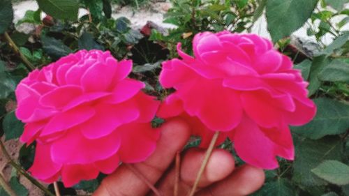 Close-up of pink flowers blooming outdoors