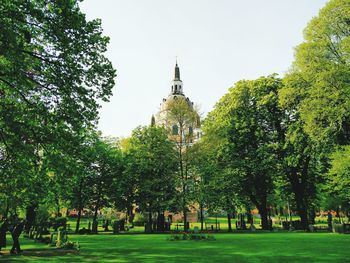 Trees in park