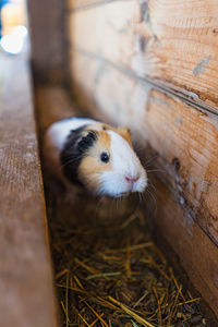 Close-up of guinea pig