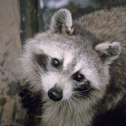 Close-up of raccoon