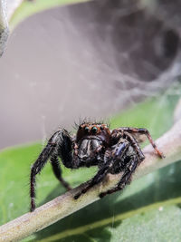 Close-up of spider