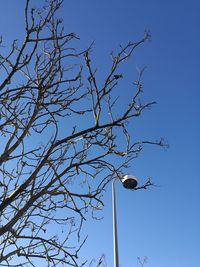 Low angle view of bird perching on bare tree against blue sky