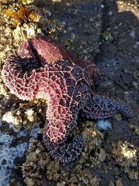 Close-up of starfish in sea