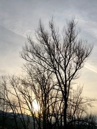 Low angle view of bare tree against sky