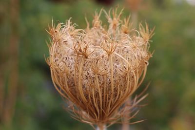 Close-up of dried plant