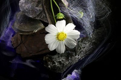 Close-up of purple flowers blooming at night