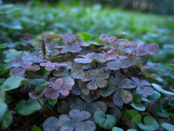 Close-up of purple flowering plant