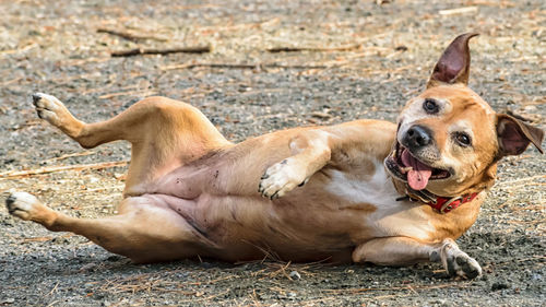 Close-up portrait of dog relaxing outdoors