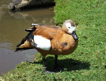 High angle view of duck on field