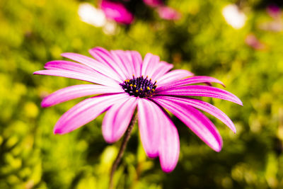 Close-up of purple flower