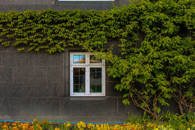 Ivy growing on wall of building