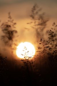 Plants growing on field against sky during sunset