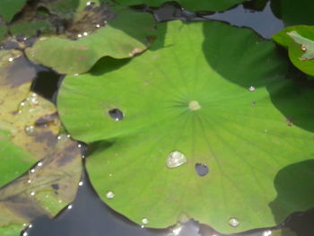 Water drops on leaf