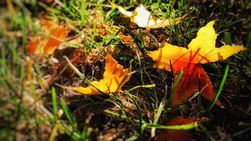 Close-up of maple leaf during autumn