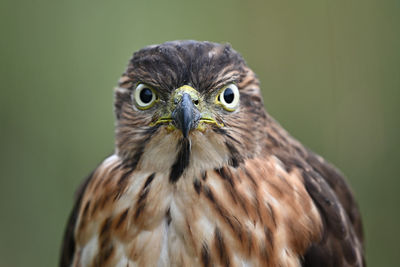 Close-up portrait of owl