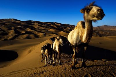 Camels on desert against clear blue sky