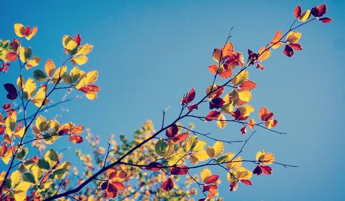 Low angle view of autumnal tree against clear blue sky