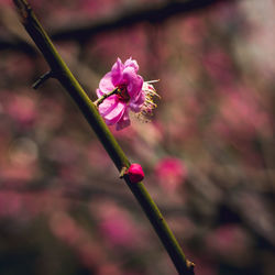 Close-up of pink flowering plant