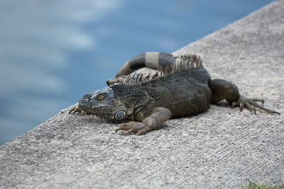 Close-up of crab on rock by sea