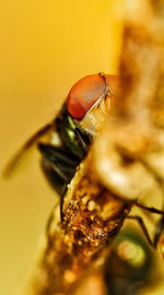 Macro shot of fly