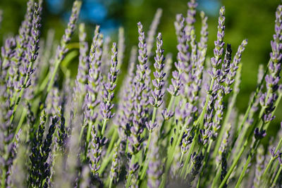 Close-up of purple flowering plants on field