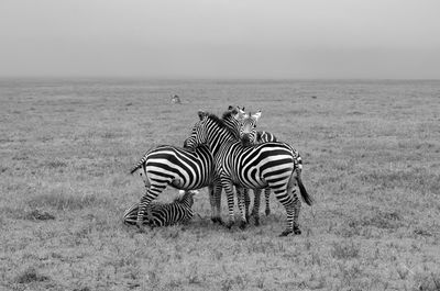 View of zebra on land