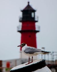 Seagull perching on a building